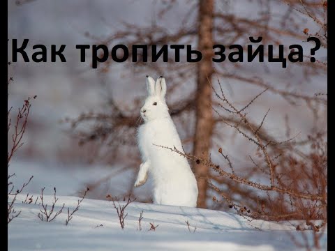 Видео: Охота на зайца беляка. Как тропить зайца. Теория и практика