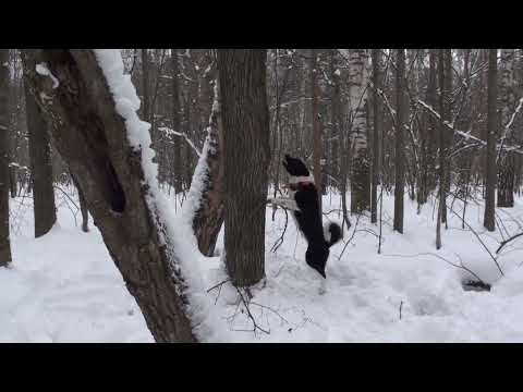 Видео: Охота на куницу. Опровергаем теорию...