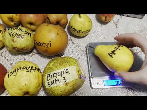 Видео: груші станом на 27 березня 2024