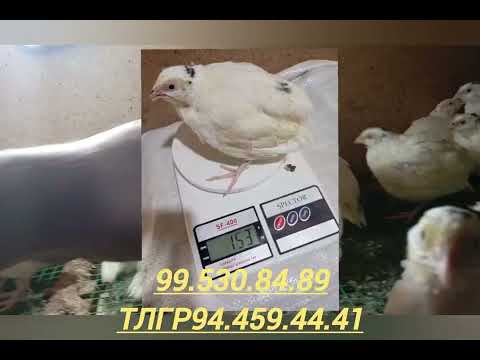 Видео: Бедана 🐣🐣🐣бокиш бизнеси
