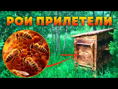 Видео: РОИ ПРИЛЕТЕЛИ /// ЗАСЕЛЕНИЕ ульев ПЧЁЛАМИ на пасеке ЕСТЕСТВЕННОГО ПЧЕЛОВОДСТВА
