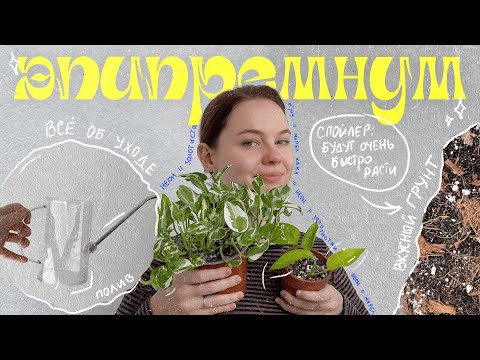 Видео: Растение, которое ПРОЩАЕТ ВСЁ 🙏 | полный гайд по уходу: грунт, свет, полив, удобрения, пересадка