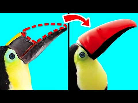 Видео: Как 3D-Печать Помогает Животным