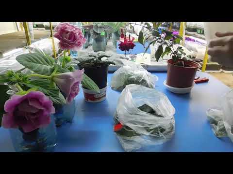 Видео: КАК УКОРЕНИТЬ ЛИСТЫ ФИАЛОК В ПАКЕТЕ !