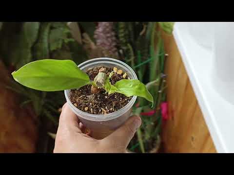 Видео: Излишки Почтой 2 часть