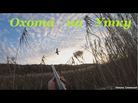 Видео: Охота на Утку с МР-18ЕМ "Спортинг"  / утка чуть не сбила / ходовая охота по куропатке с легавой