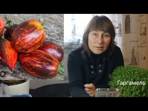 Видео: ОГЛЯД НАСіННЯ ПОМіДОРіВ КОЛЕКЦіЙНИХ ТА НАШ ВИРОБНИК