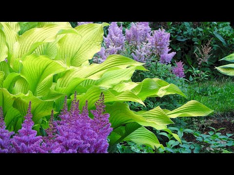 Видео: ХОСТЫ ЯРКОГО ОКРАСА. ЖЕЛТО-ЗЕЛЕНЫЕ С ИНТЕРЕСНОЙ ФОРМОЙ ЛИСТЬЕВ. Beautiful hosts in landscape design.