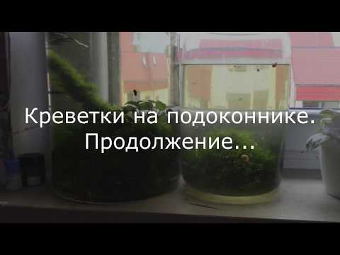 Видео: СОДЕРЖАНИЕ И РАЗВЕДЕНИЕ креветок на подоконнике. Продолжение. Желтые и черные сакуры.