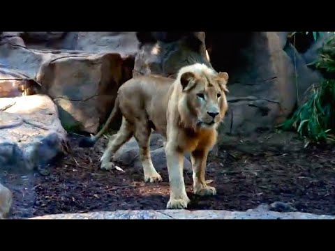 Видео: Диалоги о животных. Лоро Парк. Тенерифе. 13-я серия
