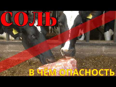Видео: соль для скота - секрет использования для коров бычков телят телок