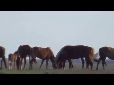 Видео: Батыс Қазақстан Сырым ауданы жосалы ауылы