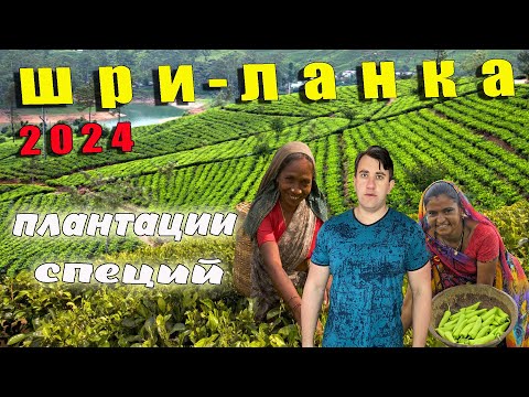 Видео: ШРИ-ЛАНКА 2024. ЕДУ НА ПЛАНТАЦИИ СПЕЦИЙ. ПОСЛЕДНИЙ ДЕНЬ В ХИКАДДУВЕ.