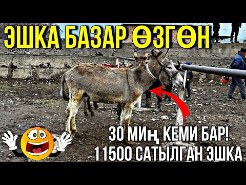 Видео: ЭШКАЛАР УШУНДАЙ БОЛДУ| НАК БЕРИП ЖАТАМ БЕРИН АКА #байтв