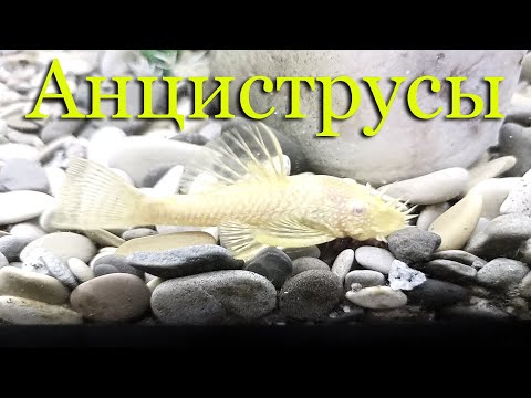 Видео: Анциструс: виды, уход, содержание, поведение и совместимость, половые отличия, размножение, питание