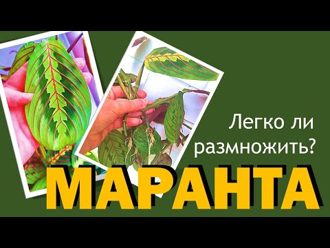 Видео: МАРАНТА: размножение черенкованием