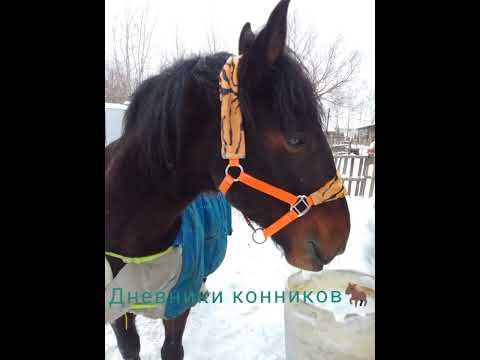 Видео: Залим застрял😱 прогулка с новыми жильцами и разговоры о насущном. Карачаевская порода лошади.