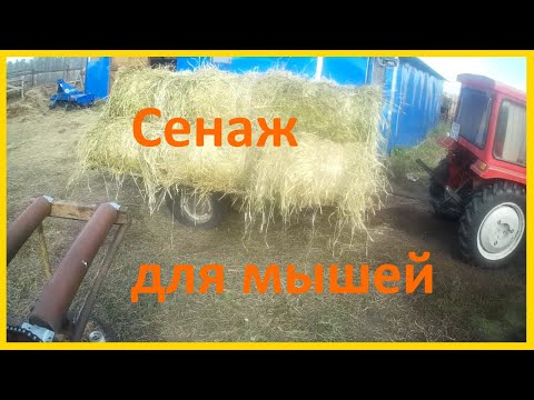 Видео: Зерносенаж в минирулонах. Урожайность ячменя, порча от солнца.
