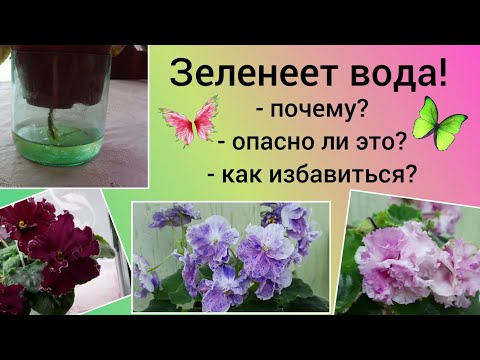 Видео: Фиалки! Избавляемся от "зелени" в ёмкостях для фитильного полива!