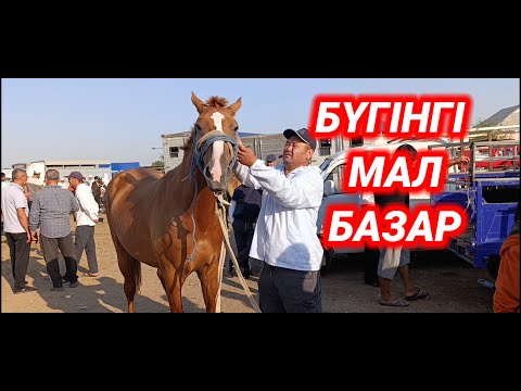 Видео: АБАЙ МАЛ БАЗАРЫ 2025 | ЖЫЛҚЫ ҚОЙ СИЫР БАҒАСЫ | livestock market
