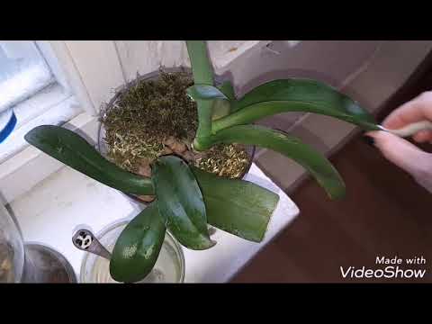 Видео: Привезли полторы ОРХИДЕИ реанимация, МОЙ СПОСОБ.
