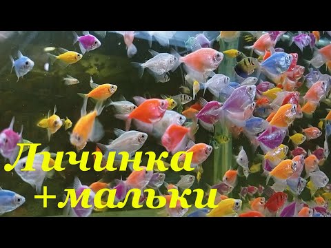 Видео: Тернеция глофиш Личинка Малек Первые дни жизни