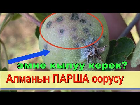 Видео: Эмнеге  алмада ПАРША оорусу пайда болот ? Аны кантип жок кылабыз???  Адис жооп берди