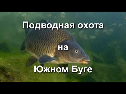 Видео: Подводная охота на реке Южный Буг.