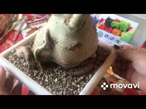 Видео: Пересадка, обрезка огромного адениума😊 Слоника😁