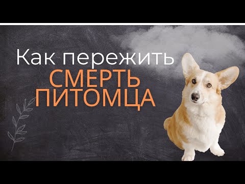 Видео: Как пережить горе после смерти домашнего питомца