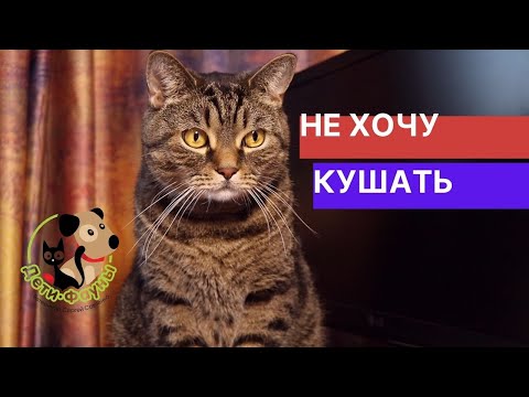 Видео: Чем кормить кошку (собаку) во время болезни?