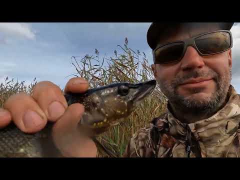 Видео: Осенняя рыбалка на дальнем озере.  Ловля щуки на кружки и спиннинг. 20-22.09.2025