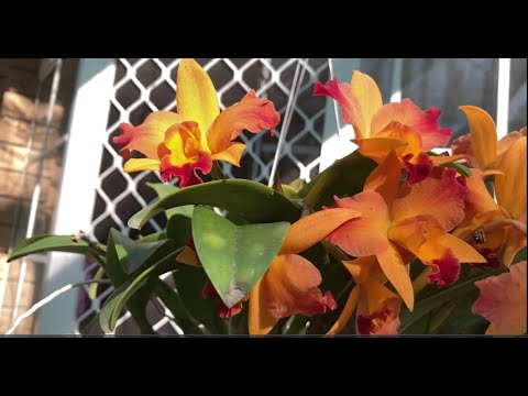 Видео: Эпидендрум, Энциклия, Мутированные Цветы, Hoya Magnifica, Полезный Слизень, C. Royal Emperor..