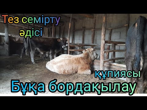 Видео: БҰҚА БОРДАҚЫЛАУ. ТЕЗ СЕМІРТУ ӘДІСІ.Ауылдағы ең пайдалы кәсіп