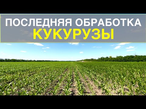 Видео: Это последняя обработка кукурузы. Листовая подкормка