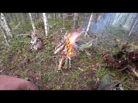 Видео: "козий" день. 24.10.23 г.
