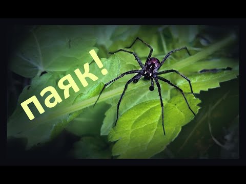 Видео: В търсене на паяка | Ден 5 от моята седмица сама на село. Юни 2023