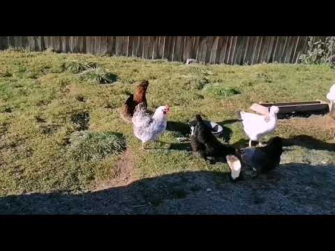 Видео: Завёлся хорёк, что делать 🤔Самый коварный враг  курятников.