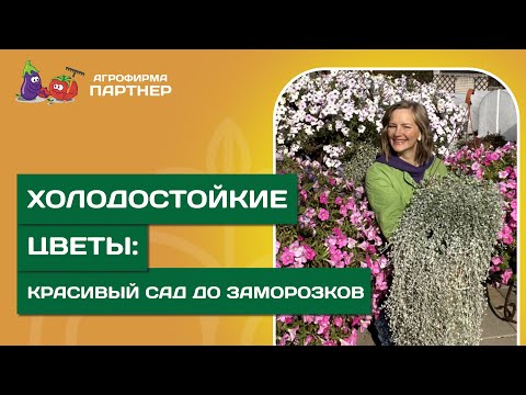 Видео: ХОЛОДОСТОЙКИЕ ЦВЕТОЧНЫЕ КУЛЬТУРЫ // Петунии, эустомы и бегонии сезона 2025