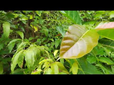 Видео: Патонг 004 07-11-2025