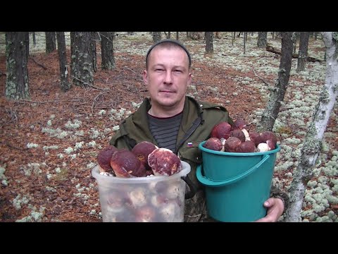 Видео: Белые Грибы-Боровики Хоть Косой Коси!