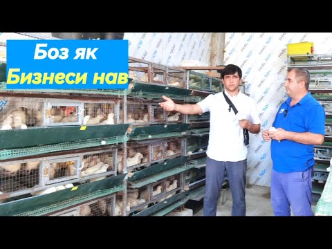 Видео: Бедонапарвари дар Точикистон.