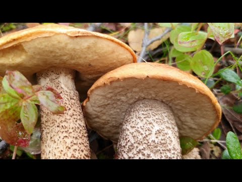 Видео: За грибами на Крайнем севере// сентябрь 2022 // Мурманск (часть 2)