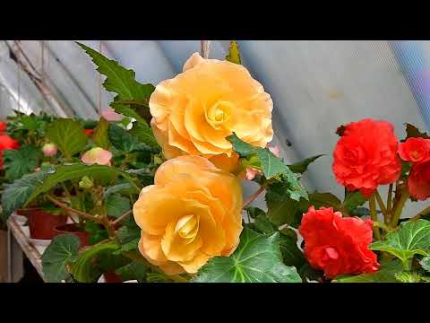 Видео: Цветущие клубневые бегонии 28 мая 2018г.