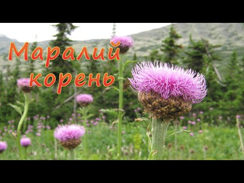 Видео: Маралий Корень
