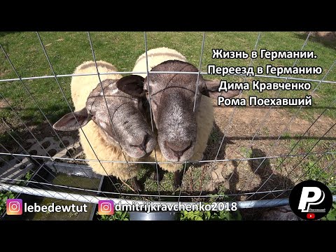 Видео: Жизнь в Германии. Переезд в Германию. Дима Кравченко. | Рома Поехавший
