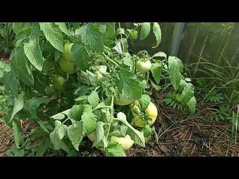 Видео: Огород. Растёт, но не то.