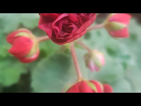 Видео: Моя схема подкормок для черенков пеларгонии/ лучший стимулятор 🌺🌺🌺