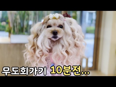 Видео: Можно ли собакам тоже делать волнистую завивку!? (Самый неожиданный поворот событий!)