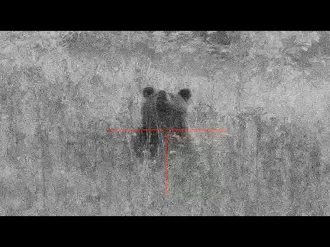 Видео: Закрыли мишку.